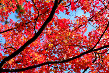 selective focus beautiful leaves in the forrest.