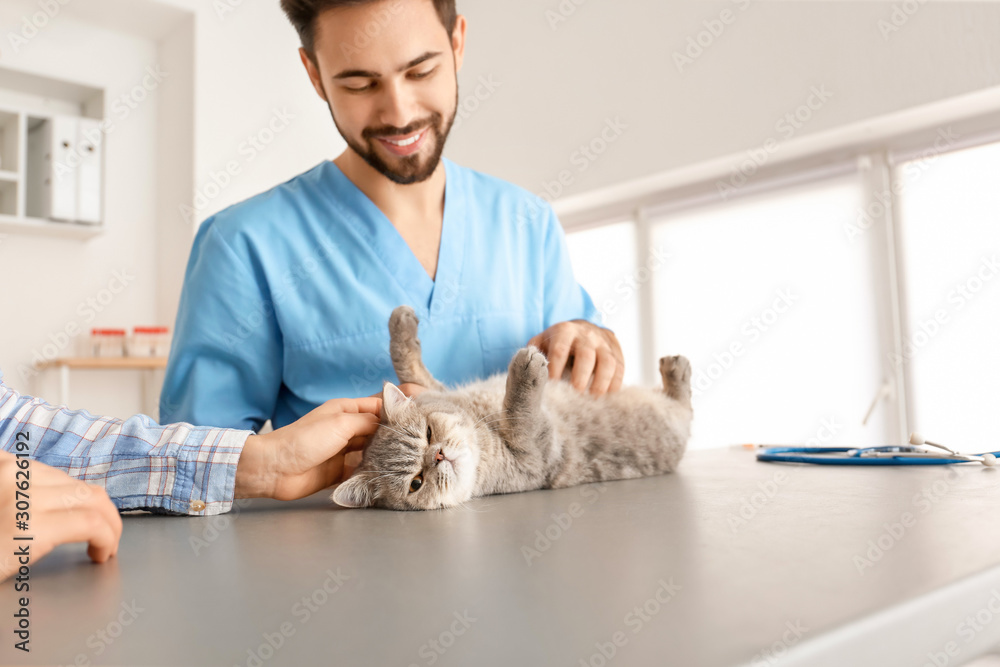 Veterinarian examining cute cat in clinic