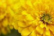 © Nabodin - closeup beautiful yellow chrysanthemum flower in the garden, flower background