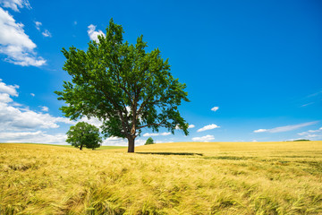 Wall Mural - Agricultural Landscape with Solitary Oak Trees under Blue Sky in Field of Barley