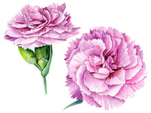 Carnation Flowers On An Isolated White Background, Watercolor Illustration