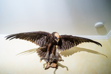 Stuffed Bird Vulture Mounted On A Wall With Its Wings Opened.