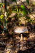 mushroom in the forest in autumn