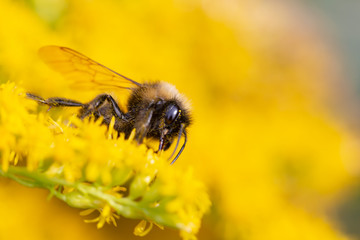 bee on yellow flower