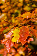 Golden Polish Autumn, oak maple leaves in forest, Poland October 2019