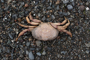 Le crabe échoué sur les galets