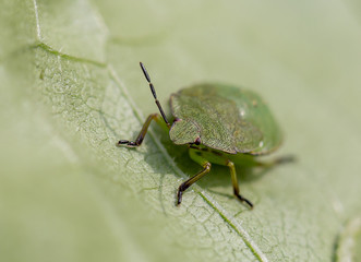 green bug on leaf