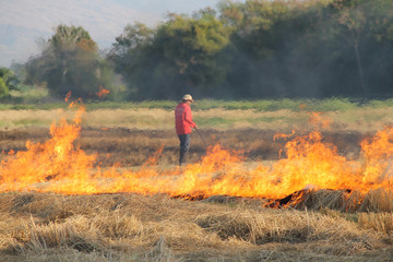 The agricultural waste burning cause of smog and pollution