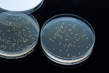 Sticker - development, reproduction and bacterial growth in the medium of agar