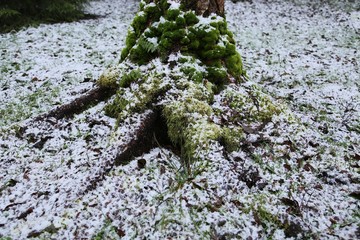 Thick green moss on trunk and tree roots covered with first light white snow