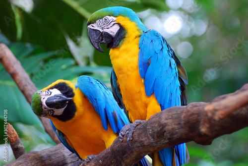 Dekoracja na wymiar  niebieskie-i-zolte-papugi-ara