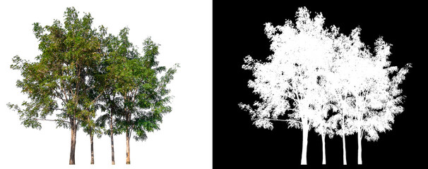 Poster - isolated tree on white background with clipping path