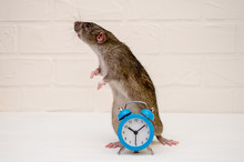 Gray Rat Or Mouse Sitting With A Blue Retro Alarm Clock On A White Background With A Brick Wall. The Concept Of Time, Morning, Deadline, New Year With Copyspace
