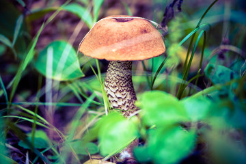 Wall Mural - forest edible mushroom Leccinum scabrum