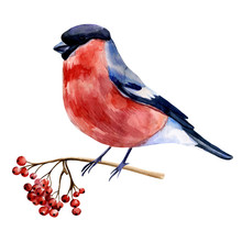Watercolor Hand Painted Realistic Illustration Of Bullfinch Bird Sitting On A Rowan Branch. Colorful Artwork With Winter Mood Is Perfect For Design Of Postcards And Invitations.
