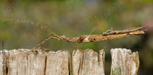 Fotomural Image of a siam giant stick insect and stick insect baby on dried stump