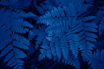 Wall Mural - fern leaves in trendy blue color.
