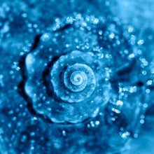 Sea Shell Close Up. Top View, Deep Focus. Spiral And Curly Shell Texture. Banner With Color Of The Year 2020 - Classic Blue.