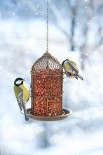 Two Great Tits Eat Food From A Hanging Feeder On A Snowy Winter Day.
