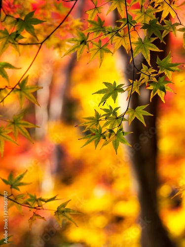 秋 紅葉イメージ 祇王寺 縦位置 Buy This Stock Photo And Explore Similar Images At Adobe Stock Adobe Stock