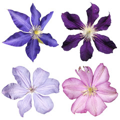Fotomurales - Set of four clematis isolated on white background