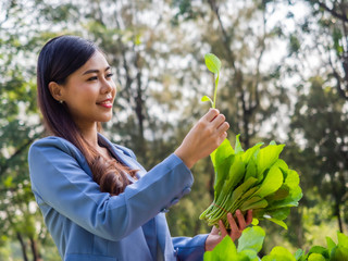 beautiful asian woman holding fresh green organic vegetable.teeth smile female gardeners stand in the vegetable farm.