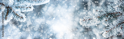 Fotografía Pine tree branches covered frost in snowy atmosphere