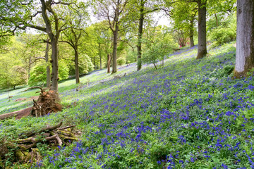 Wall Mural - Bluebells in Full Bloom