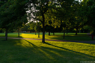 trees in the park