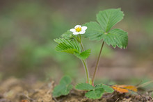 Woodland Strawberry (Fragaria Vesca) At The Time Of Flowering. Strawberry Plant With White Flowers. 
