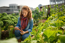 Friendly Woman Harvesting Fresh Vegetables From The Rooftop Gree
