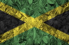 Jamaica Flag Depicted On Many Leafs Of Monstera Palm Trees. Trendy Fashionable Backdrop
