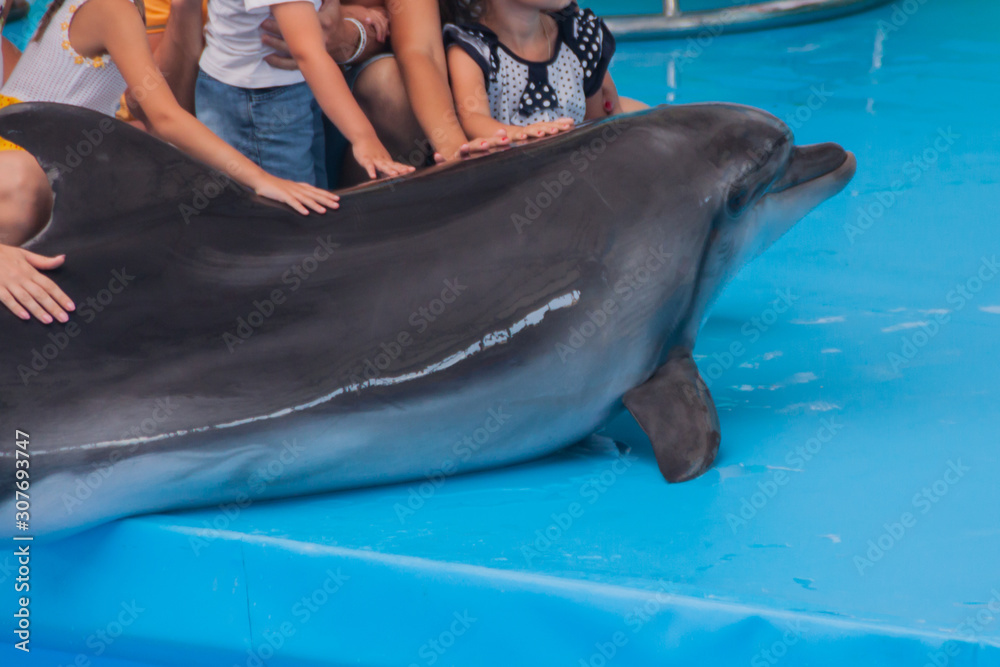 Obraz na płótnie Trained dolphin in the aquarium, dolphinariums. show with dolphins. the trainer works with a trained dolphin. w salonie