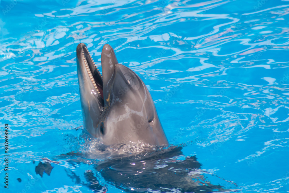 Obraz na płótnie Trained dolphin in the aquarium, dolphinariums. show with dolphins. the trainer works with a trained dolphin. w salonie