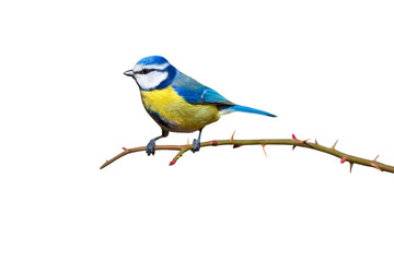 colorful bird blue tit. isolated cute bird and branch. white background. bird: eurasian blue tit. cy
