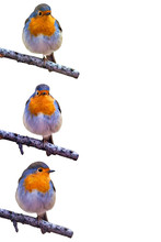 The Three Robins Free Stock Photo - Public Domain Pictures