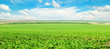 Green beet field and blue sky with light clouds. Agricultural landscape. Wide photo.