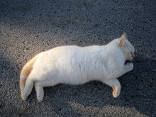Gatto Bianco Cipria Che Fa Le Fusa Disteso Al Sole Su Strada