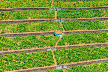 Vineyards at Douro valley in Portugal