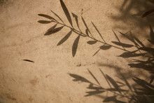 Olive Tree Leaves Shadows On The Brown Background