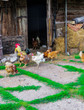 © lizaveta25 - A beautiful rooster with hens is walking in the courtyard of a village house.