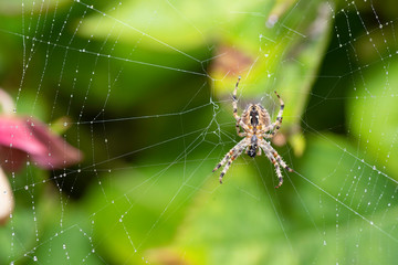 Spider in french garden