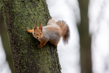 Fluffy Squirrel Climbs On A Tree
