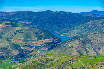 Vineyards at Douro valley in Portugal