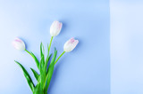 Fototapeta Tulipany - Bouquet of tulips on a classic blue background.