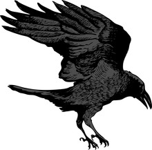 Vector Image Of A Black Raven Flying For Prey In Artistic Art Outline Style
