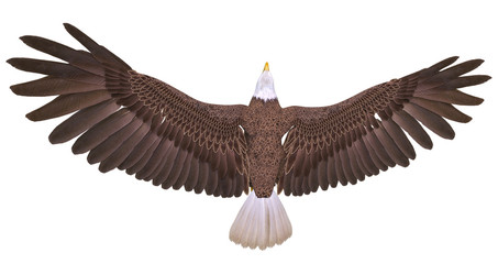 bald eagle floating on white background top view