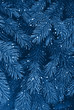 © Alona - Texture of blue pine tree.