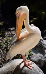 Great White Pelican standing on a rock preening its back with its bill