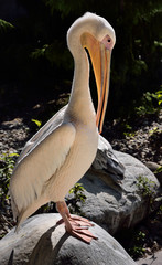 Great White Pelican standing upright on a rock preening